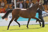 StPrSt. SHUTTER GIRL SH v. Sir Shutterfly / Diamon (Martina Ecke, Bad Doberan).